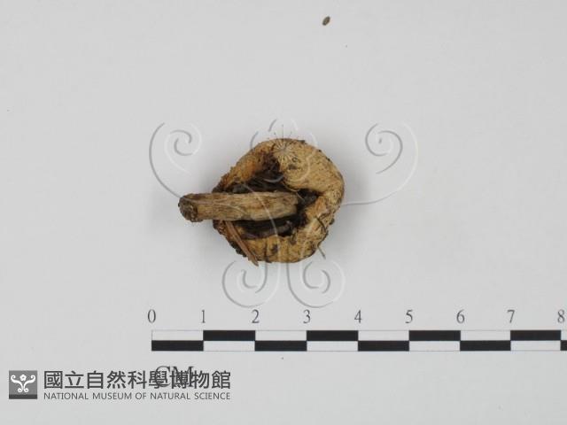 紅菇屬藏品圖，第3張