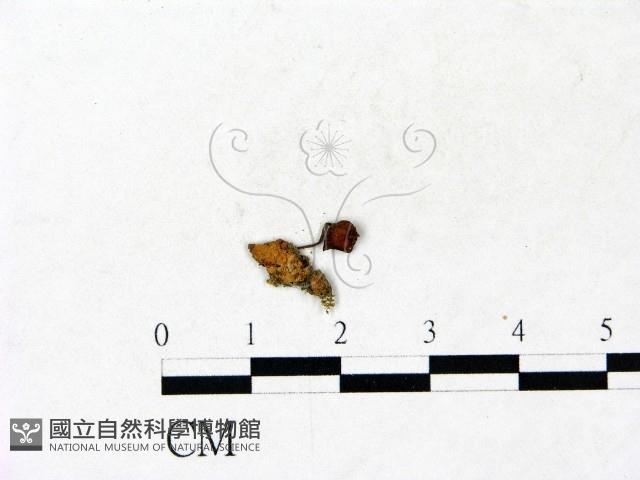 小皮傘屬藏品圖，第3張