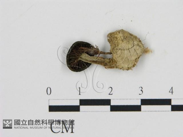 濕傘屬藏品圖，第3張