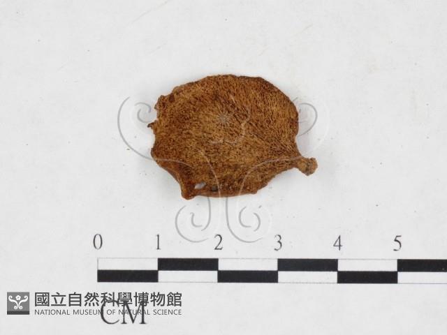 登錄號:F0025954藏品圖，第3張