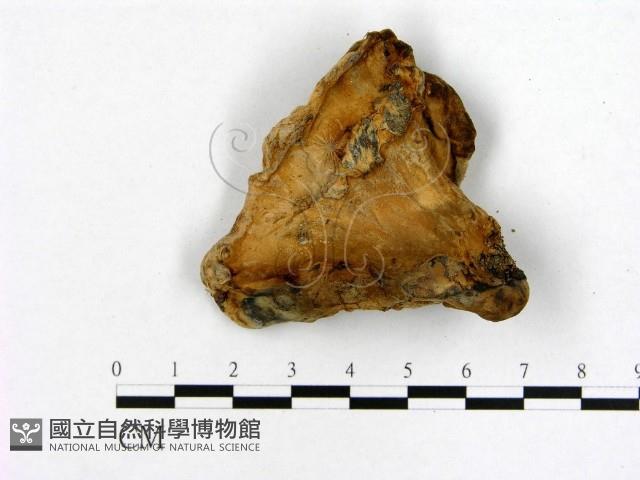 登錄號:F0003954藏品圖，第3張