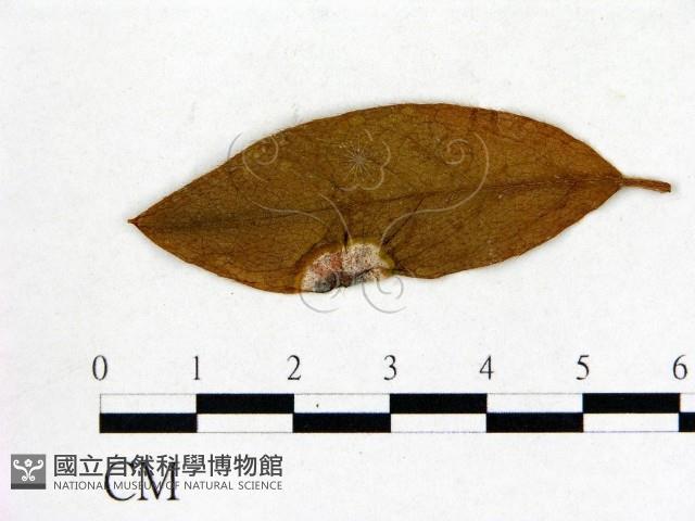 登錄號:F0020654藏品圖，第3張