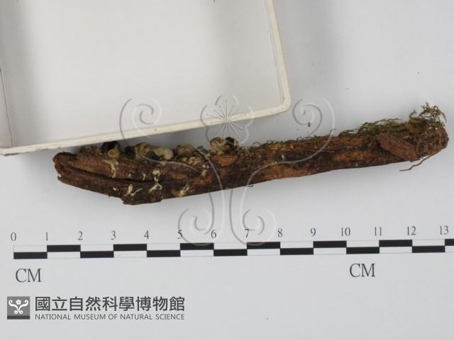 登錄號:F0000654藏品圖，第3張