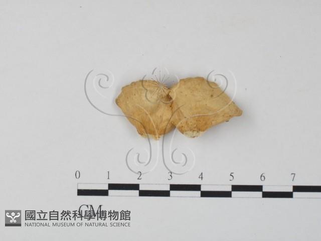 登錄號:F0006654藏品圖，第3張