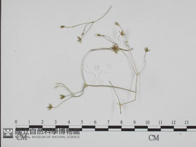 登錄號:F0004654藏品圖，第3張