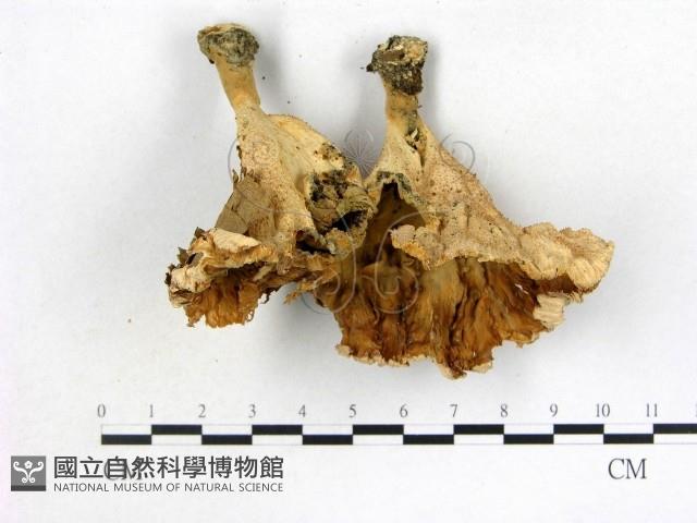 優雅波邊革菌藏品圖，第3張
