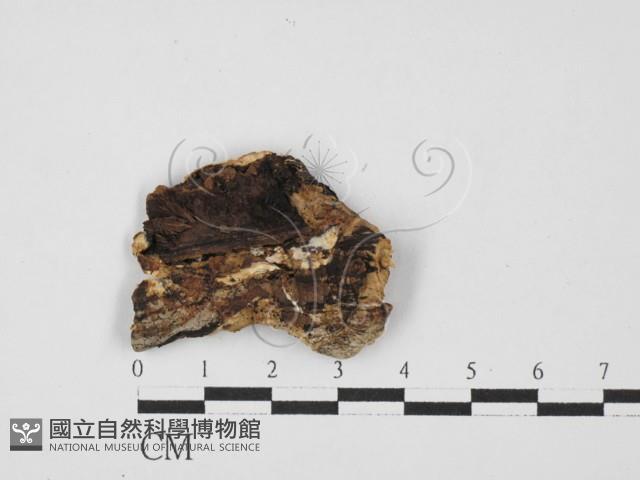 刺皮菌屬藏品圖，第3張