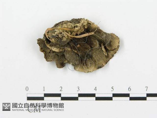 煙管菌藏品圖，第1張