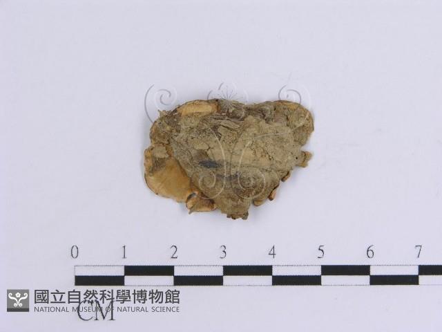 韌革菌屬藏品圖，第3張