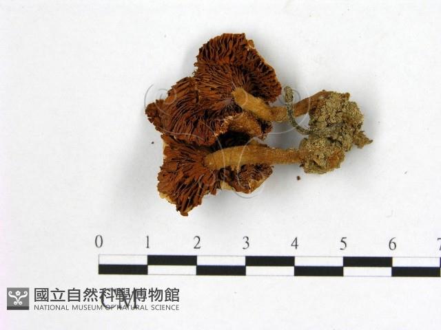 登錄號:F0015654藏品圖，第3張