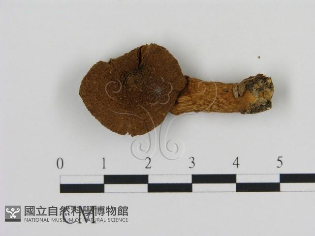 登錄號:F0009654藏品圖，第3張
