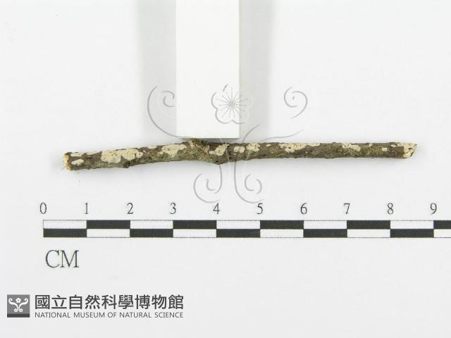 登錄號:F0013654藏品圖，第3張