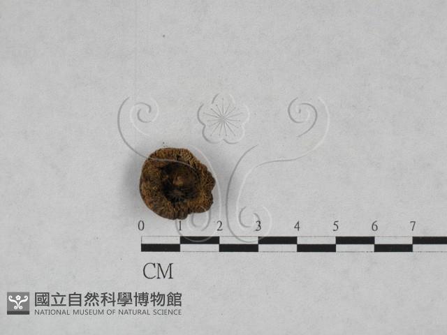 登錄號:F0028454藏品圖，第3張