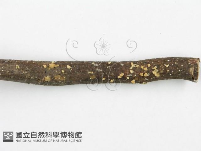登錄號:F0008454藏品圖，第3張