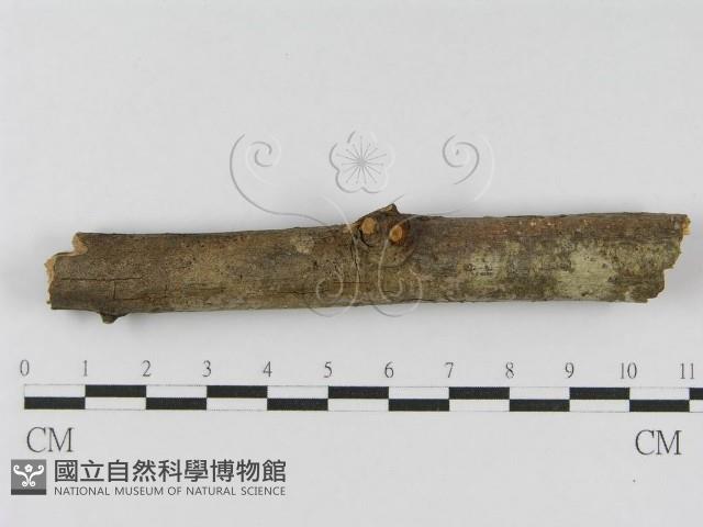 登錄號:F0010454藏品圖，第3張