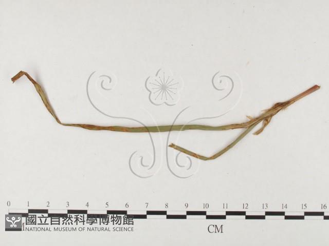 登錄號:F0026454藏品圖，第1張