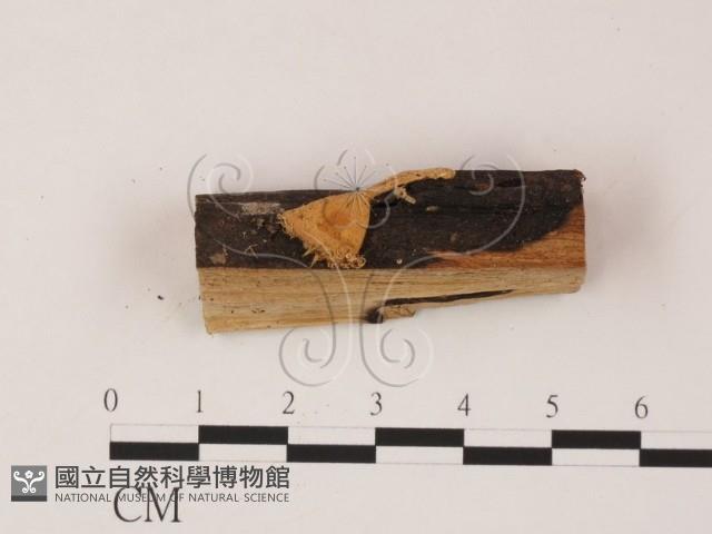 登錄號:F0001454藏品圖，第1張