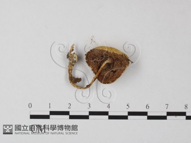 登錄號:F0014454藏品圖，第3張
