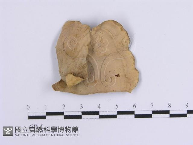 韌革菌屬藏品圖，第3張