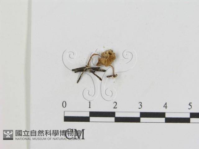 登錄號:F0012454藏品圖，第3張
