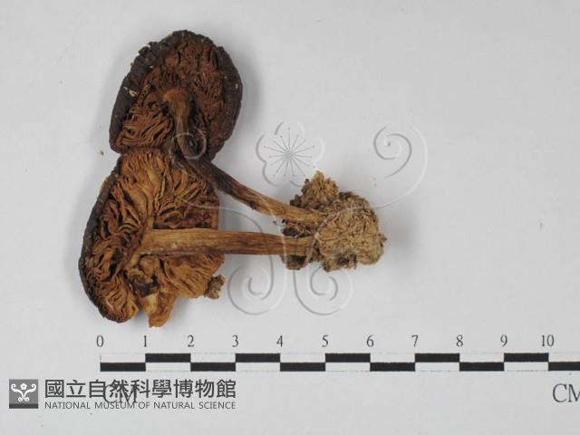 登錄號:F0027454藏品圖，第3張