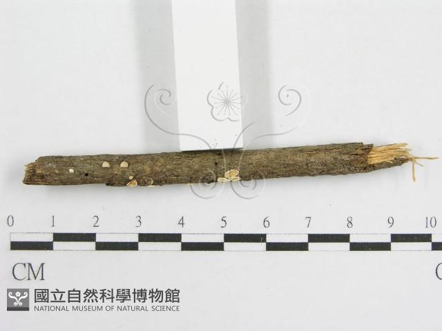 登錄號:F0007454藏品圖，第3張