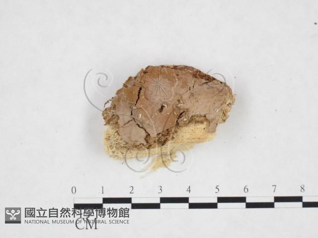 登錄號:F0025454藏品圖，第3張