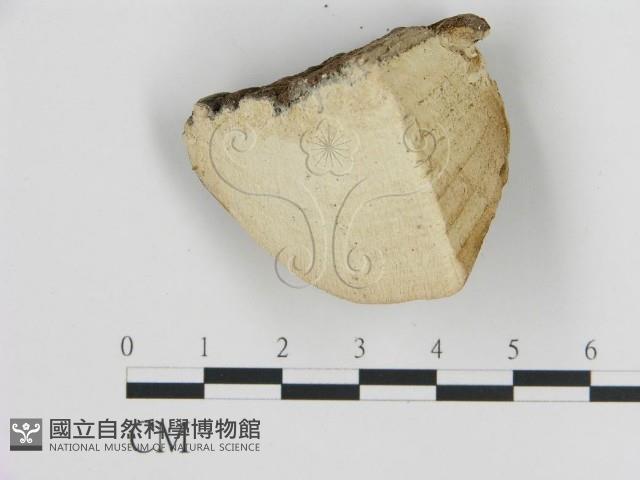 登錄號:F0009454藏品圖，第1張