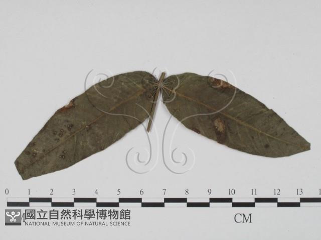 登錄號:F0019454藏品圖，第3張