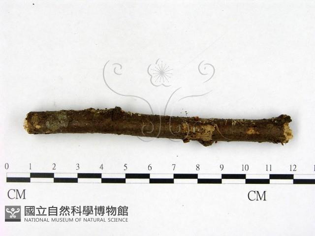 登錄號:F0003454藏品圖，第3張