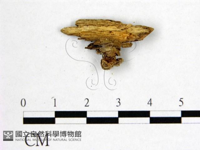 花耳屬藏品圖，第3張
