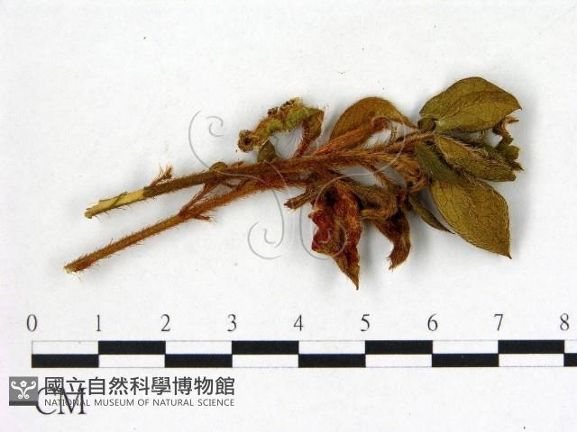 登錄號:F0020754藏品圖，第3張