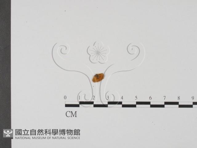 登錄號:F0000754藏品圖，第3張