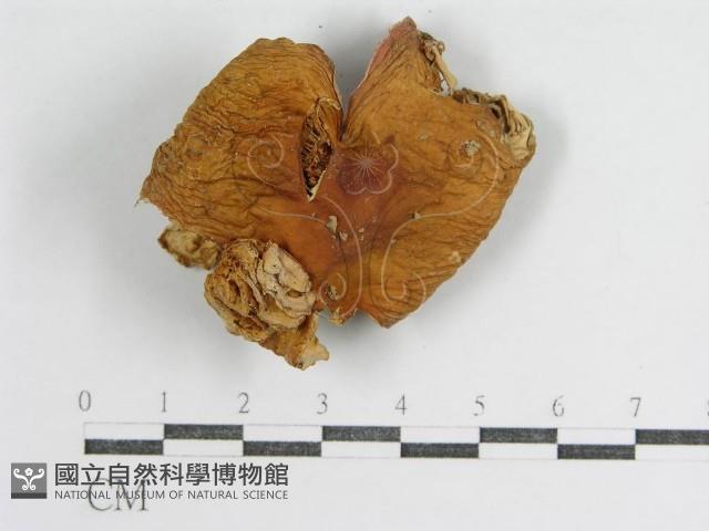 登錄號:F0010754藏品圖，第3張