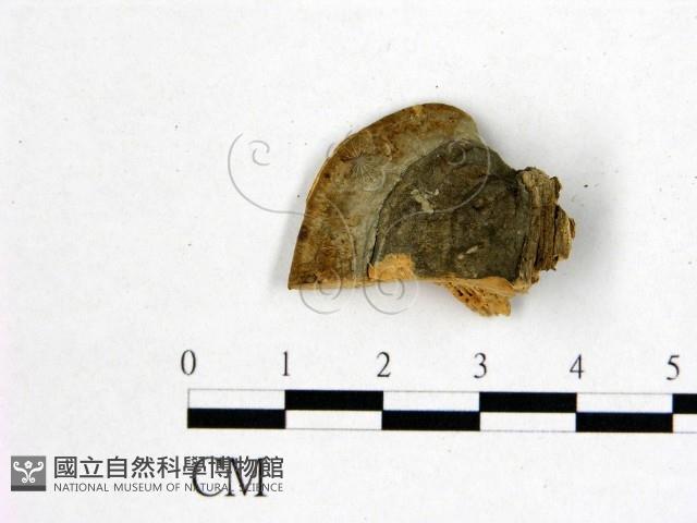 登錄號:F0006754藏品圖，第3張