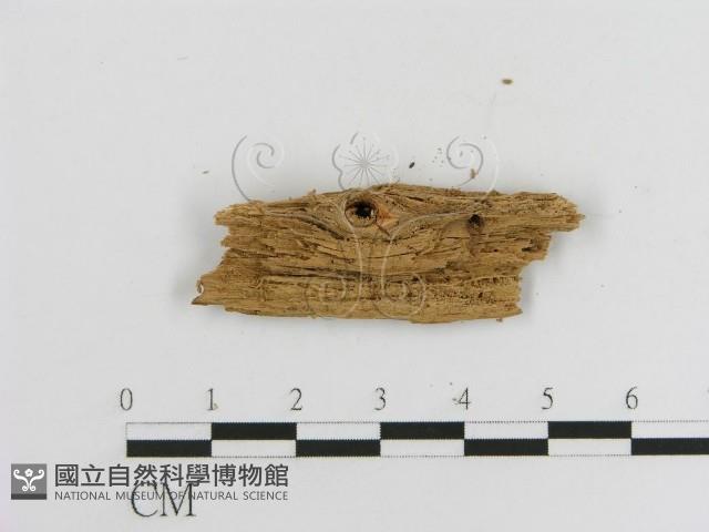 登錄號:F0016754藏品圖，第3張