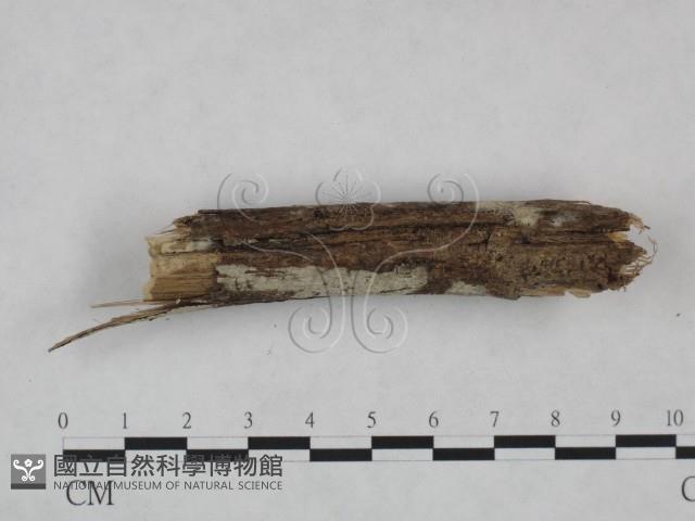 剛毛絲皮菌藏品圖，第3張
