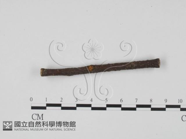 登錄號:F0011754藏品圖，第3張