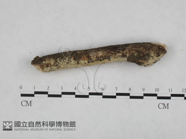 登錄號:F0024754藏品圖，第3張