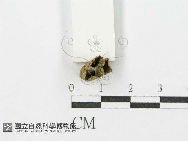 登錄號:F0004754藏品圖，第3張