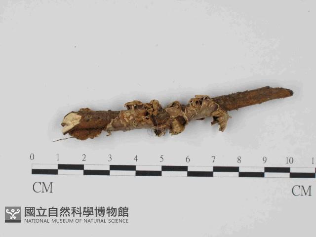韌革菌屬藏品圖，第3張