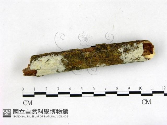 剛毛絲皮菌藏品圖，第3張