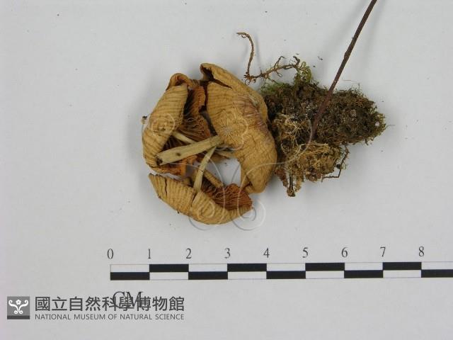 小菇屬藏品圖，第3張
