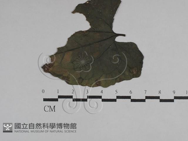 登錄號:F0029754藏品圖，第1張