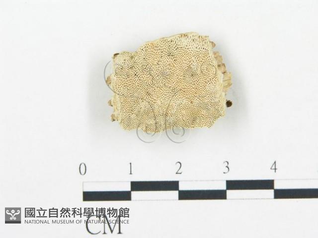 登錄號:F0019754藏品圖，第1張
