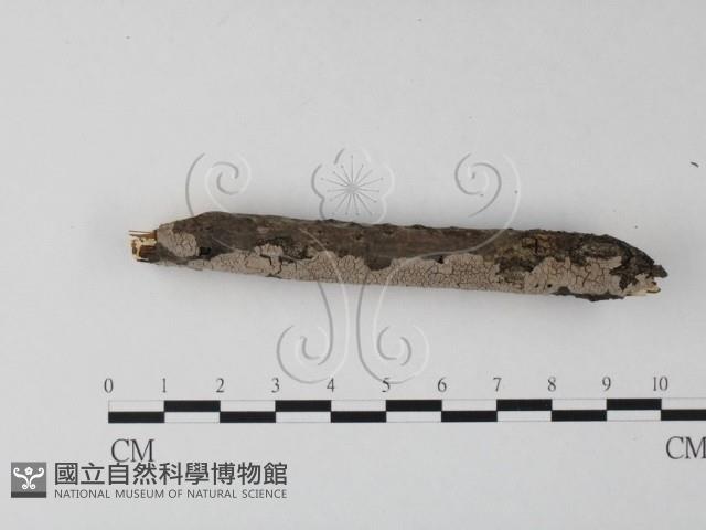 筍殼菌屬藏品圖，第3張