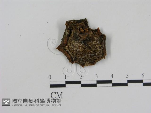 乳菇屬藏品圖，第3張