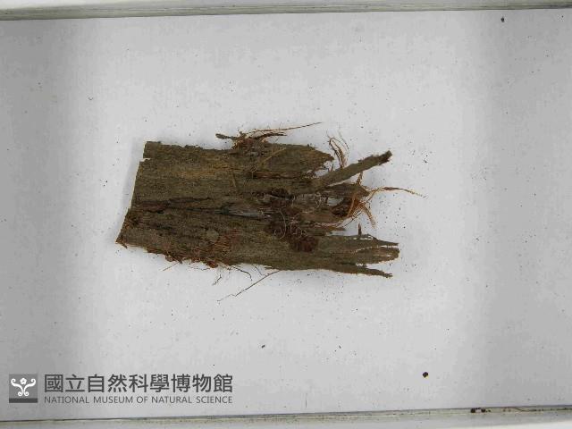 登錄號:F0021554藏品圖，第3張