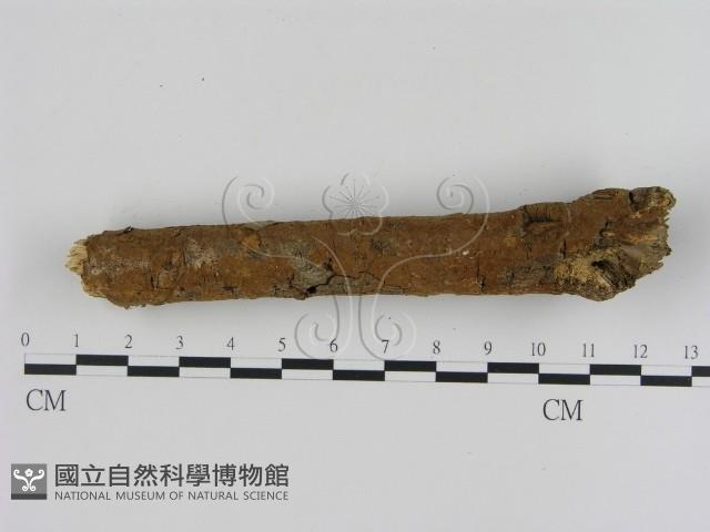 刺革菌屬藏品圖，第3張