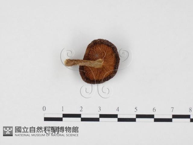 登錄號:F0024554藏品圖，第3張